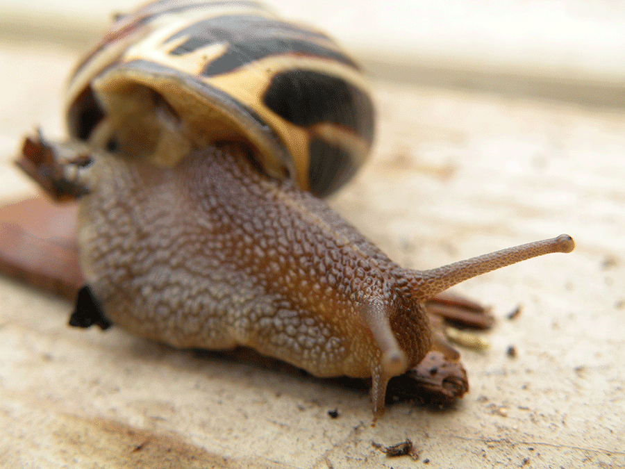Pest guide: 10 pests to worry about