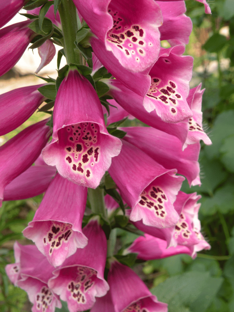 Allergy-free gardening