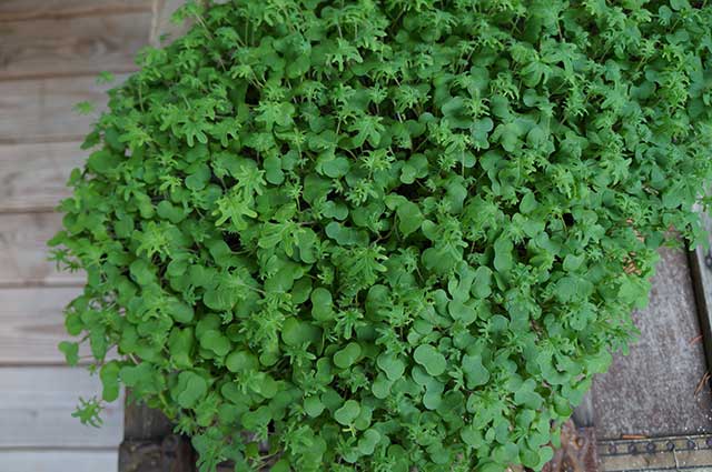 Tray of kale microgreens.