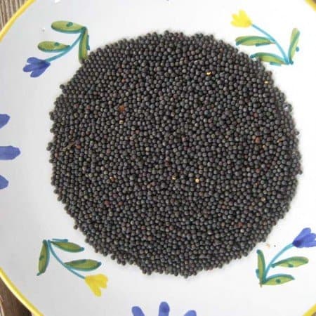 Kale seeds collected from the garden.