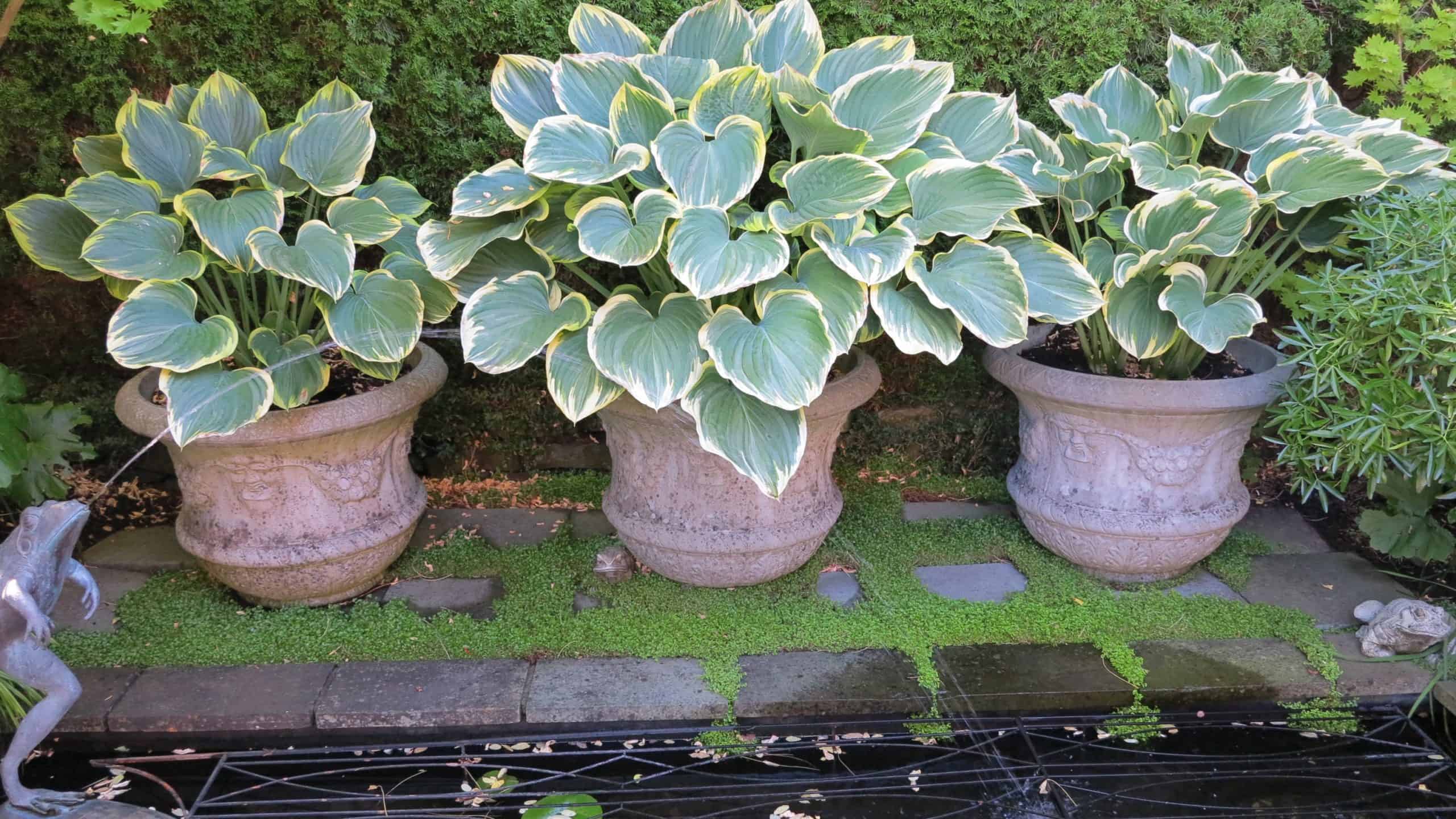 How to overwinter perennials in pots