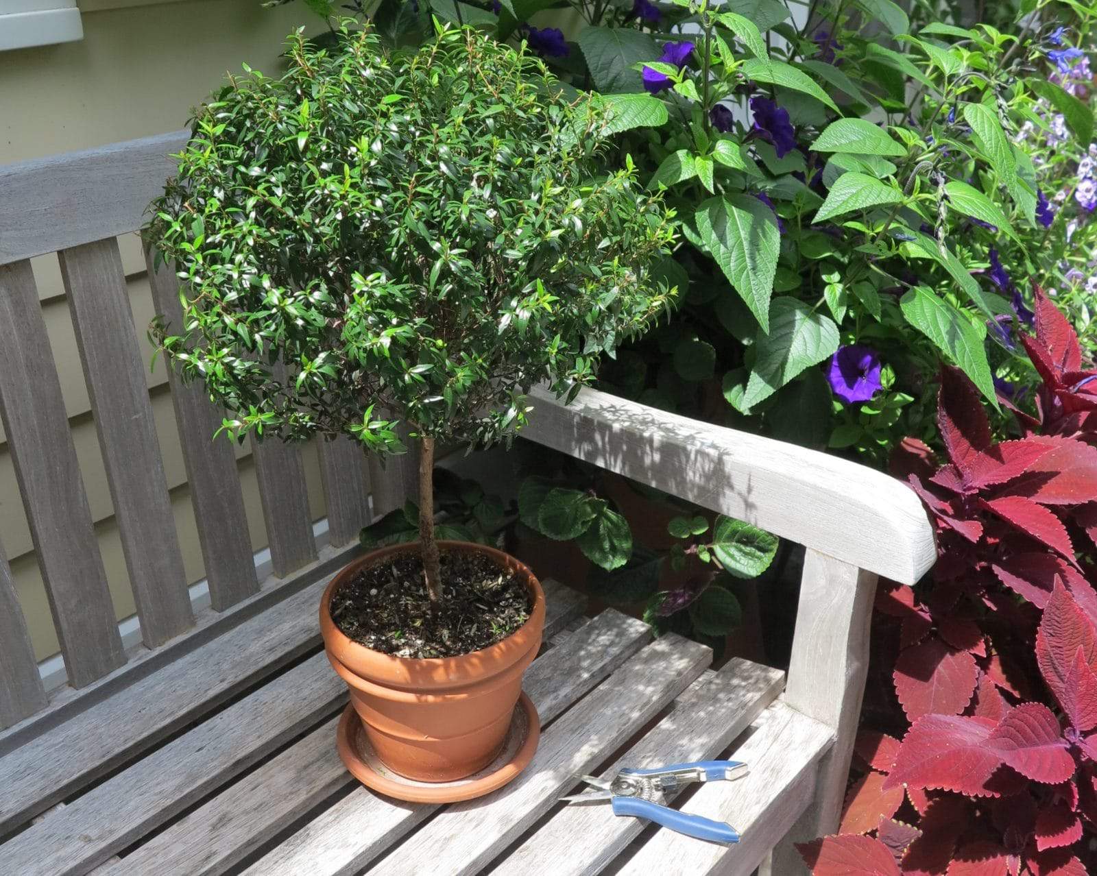 How to make an elegant topiary