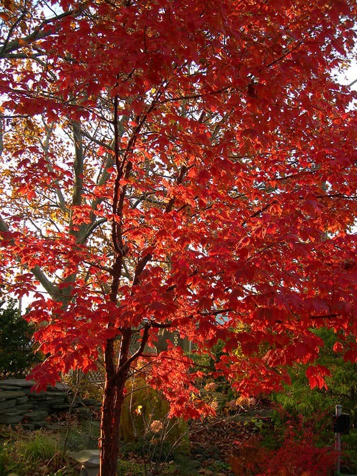 How to plant a tree in your garden