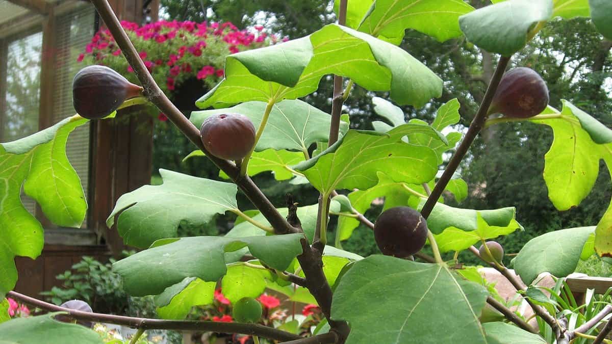 The joy of growing figs