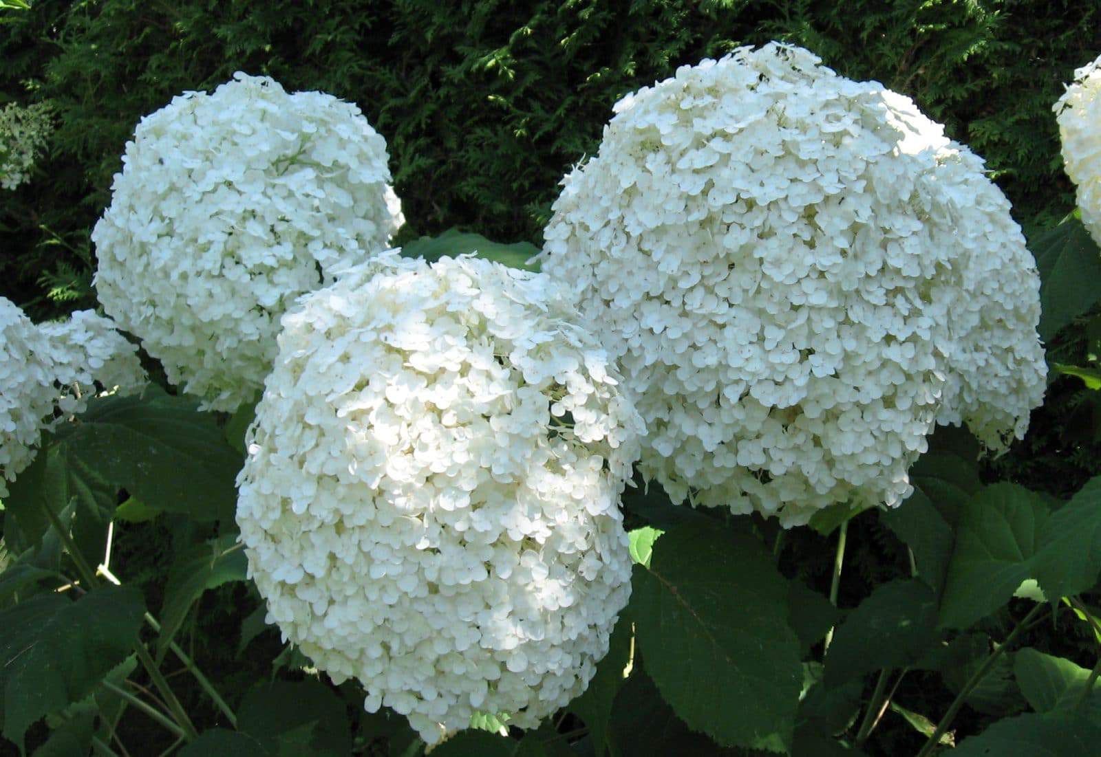 Bountiful midsummer flowers: Hardy hydrangeas