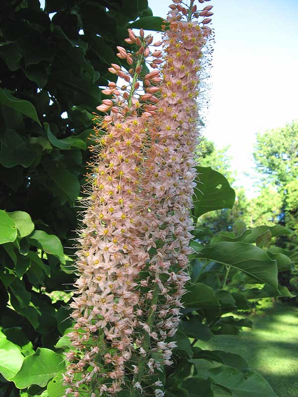 Reach for the top with foxtail lilies