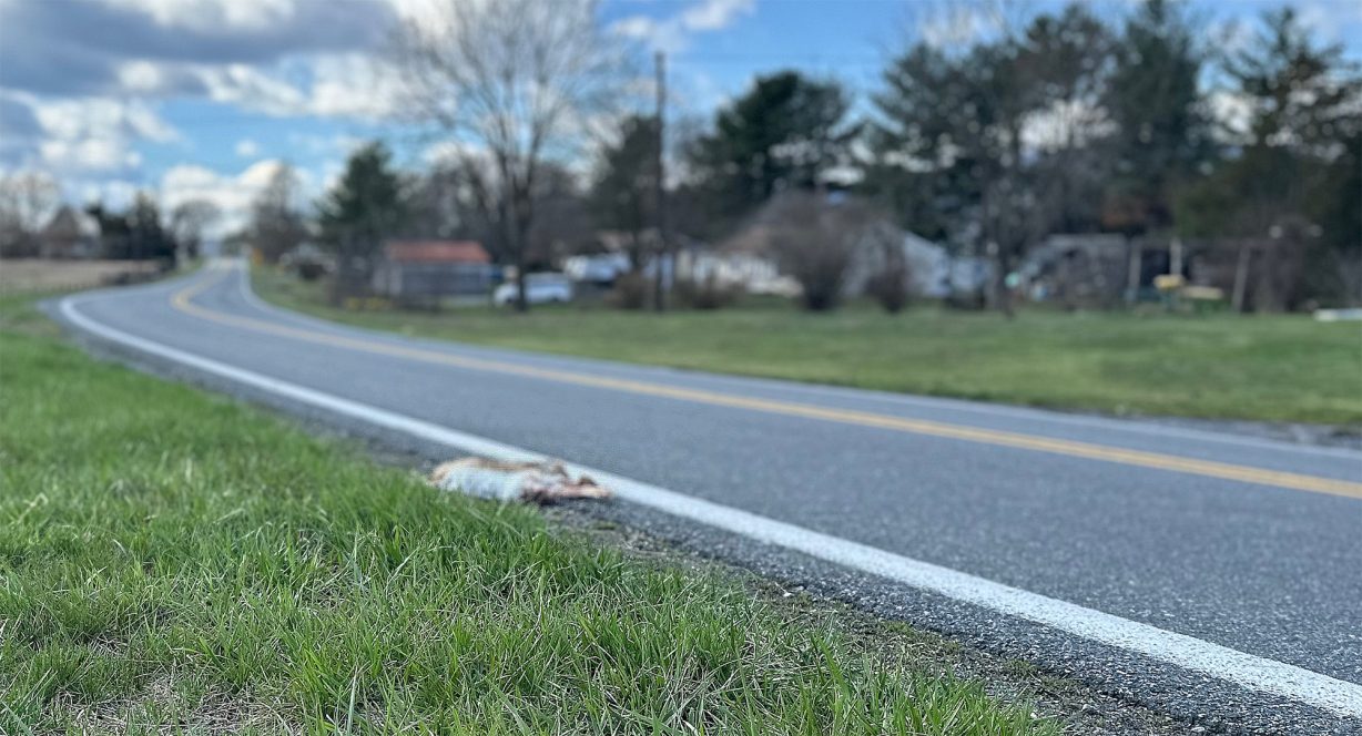 A dead deer on the side of the road