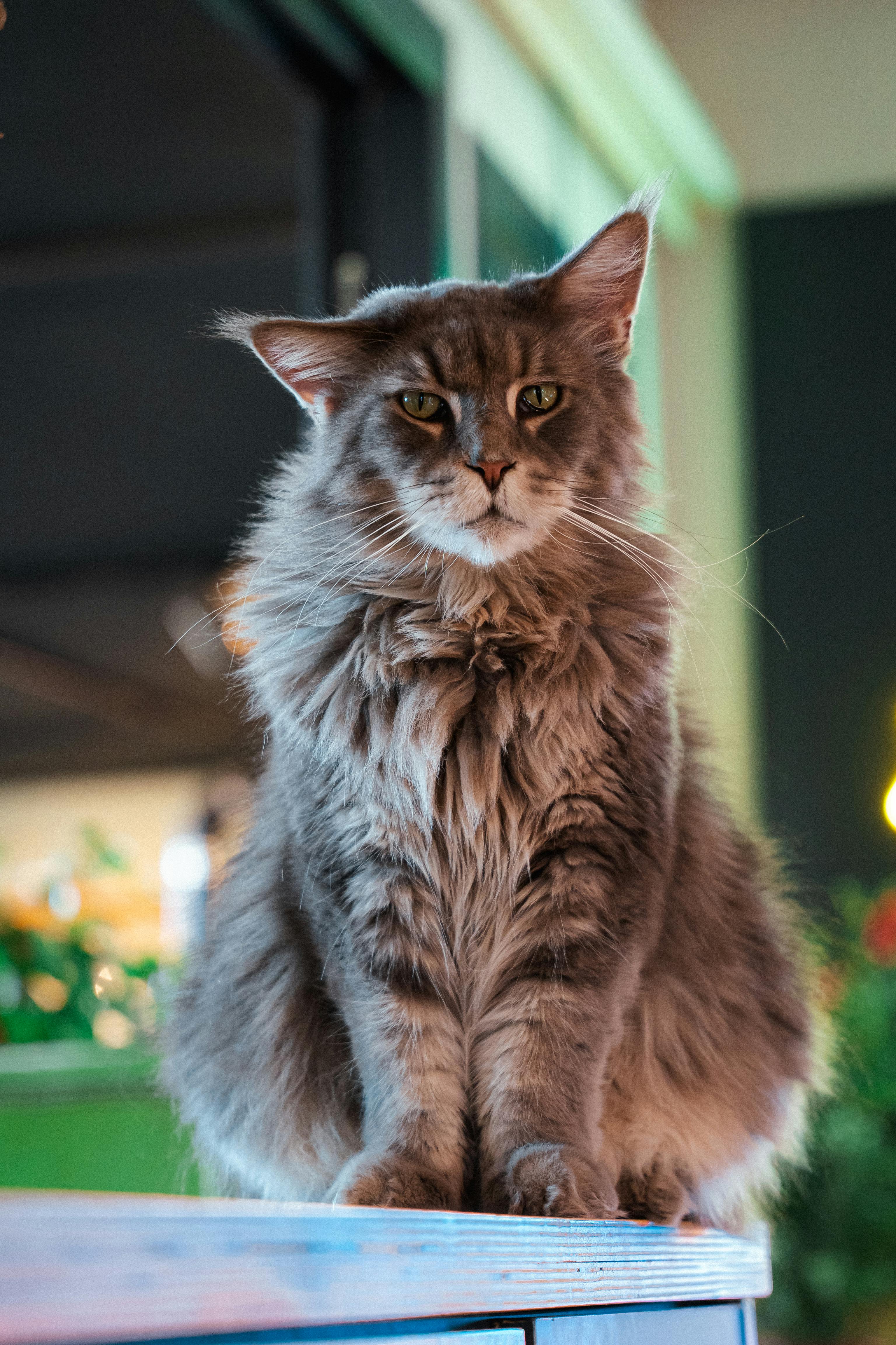Maine coon cat sample photo