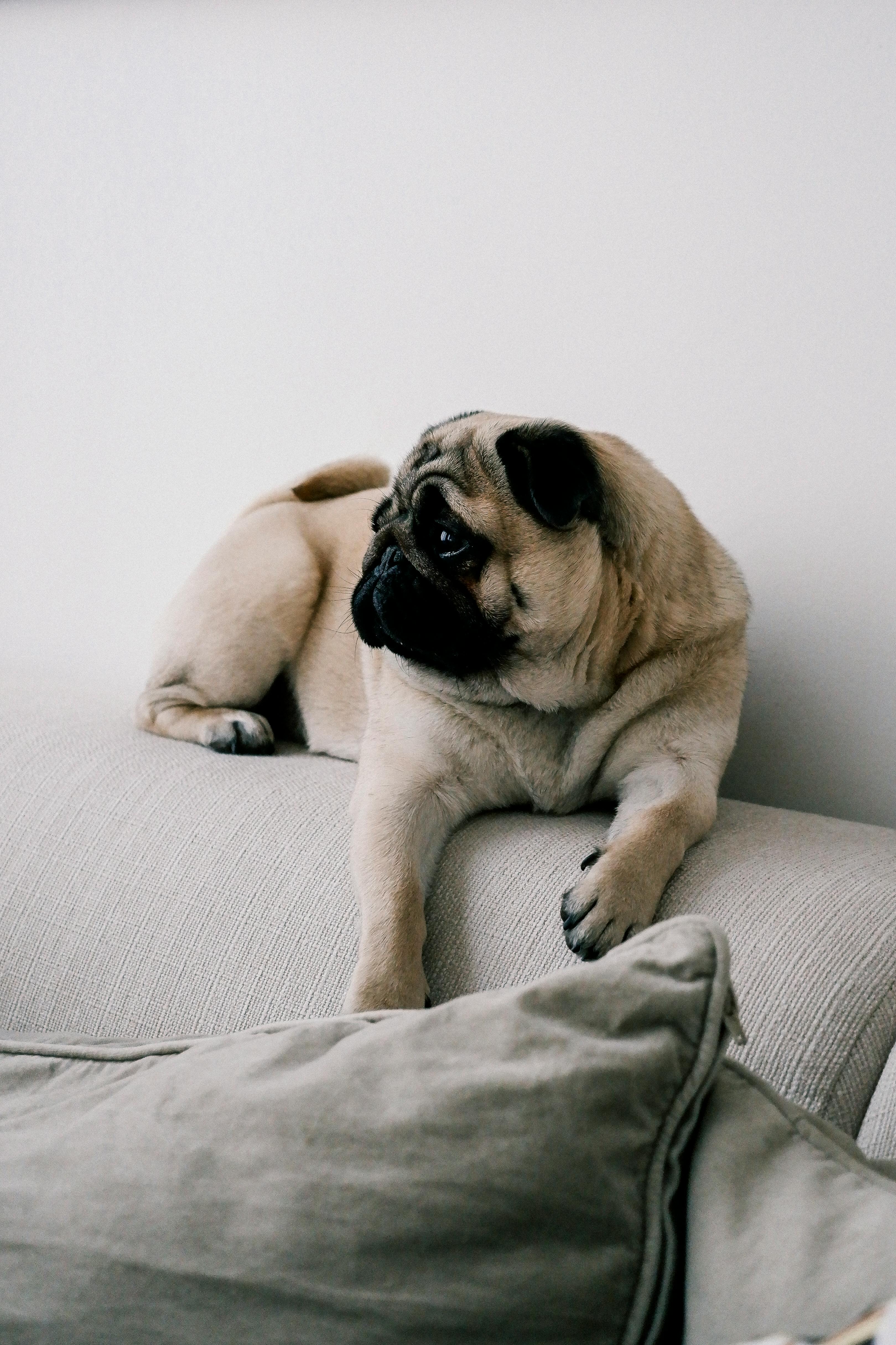 Pug sample photo