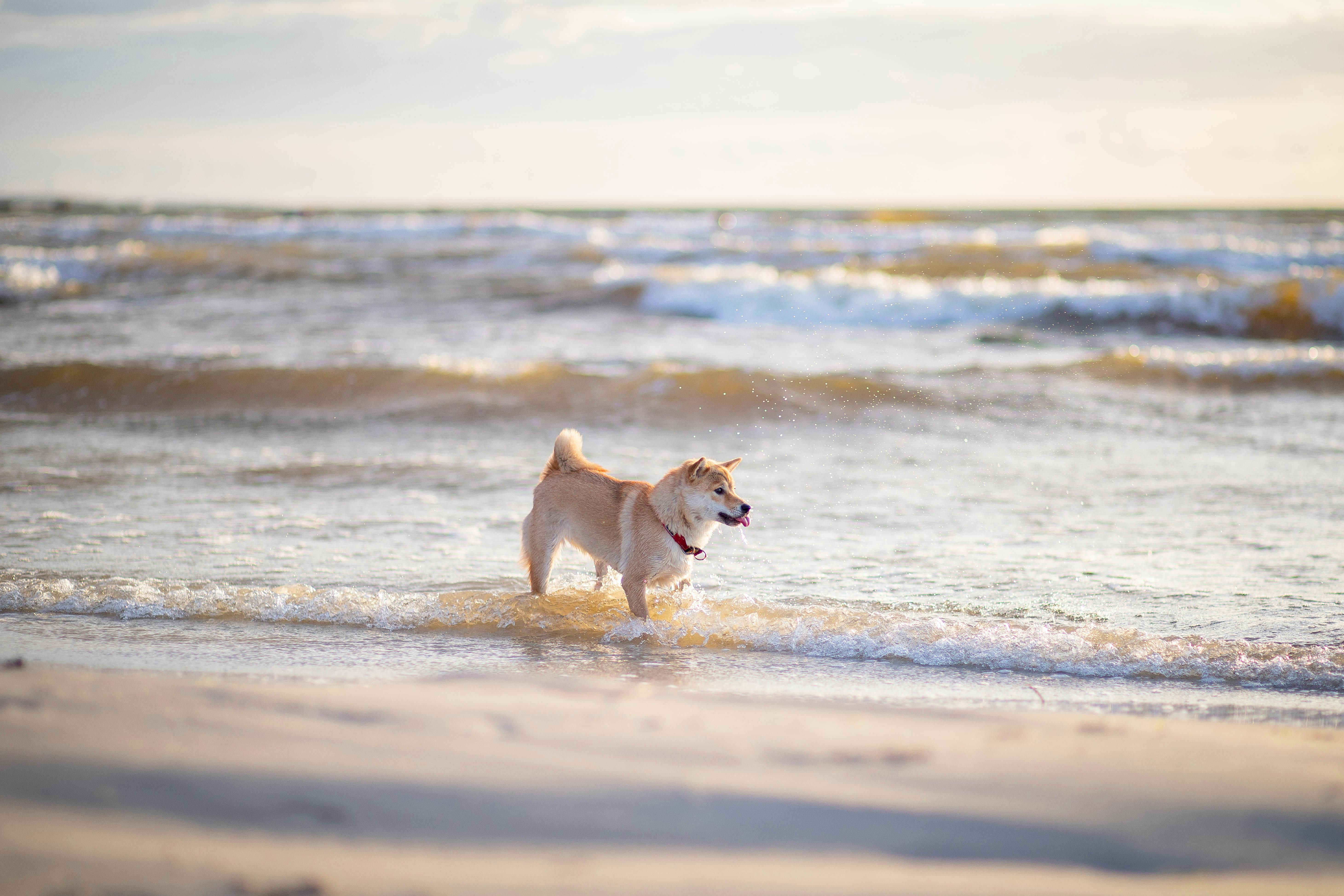 Sample Shiba Inu photo