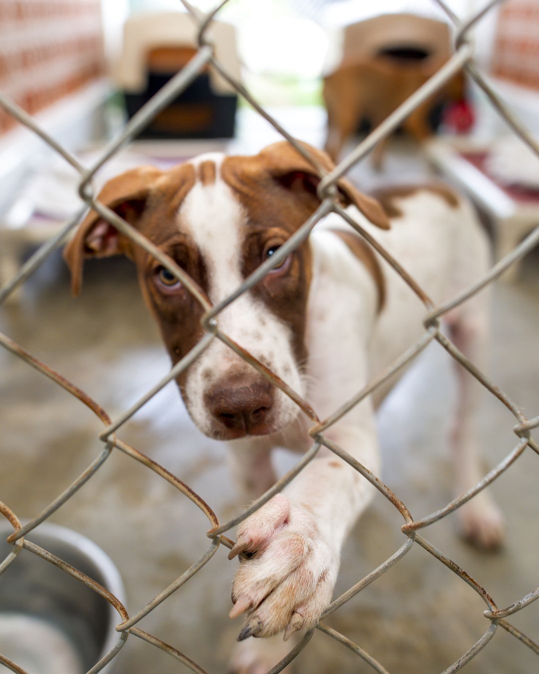 Common misconceptions about shelter animals