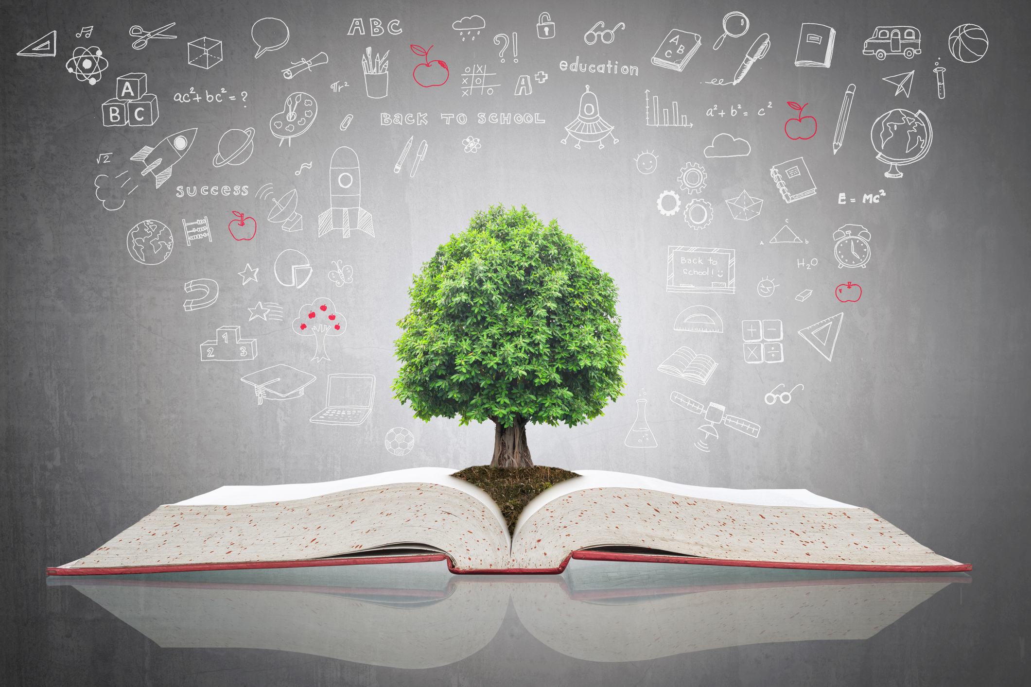 Tree growing on open textbook with doodle for educational investment and success concept. Image credit: iStock