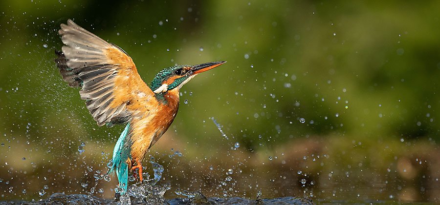 From Amateur to Pro: Elevating Your Nature Photography Skills