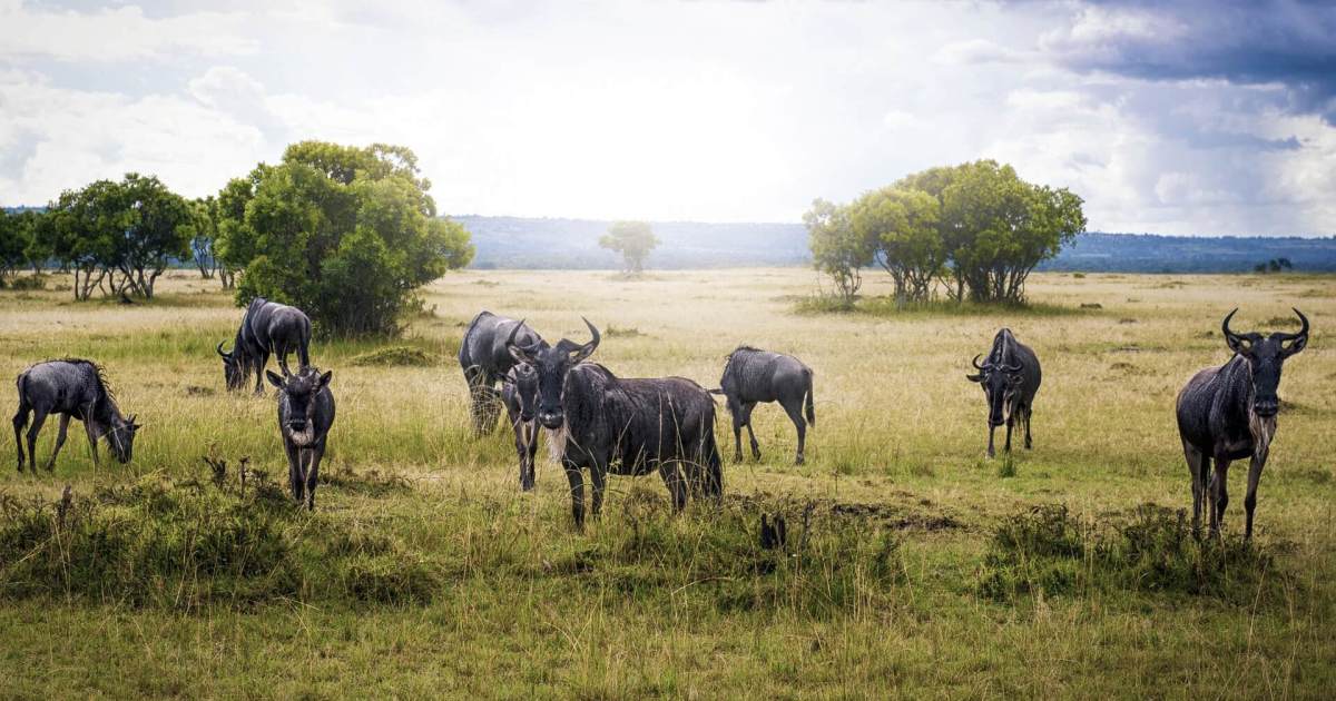 Malawi Game Reserves