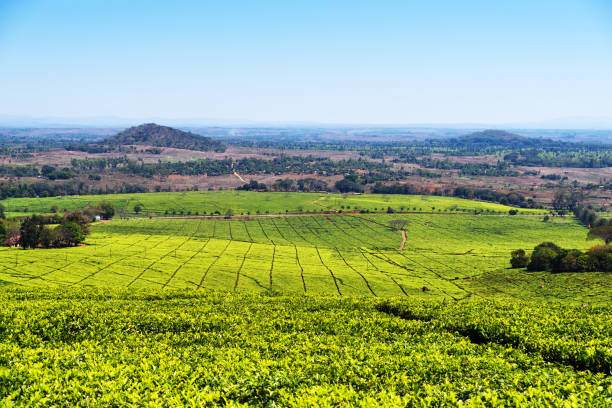 History of Malawian tea