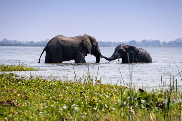 Largest River in Malawi