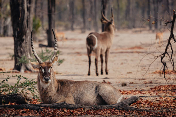 Malawi Wild Life