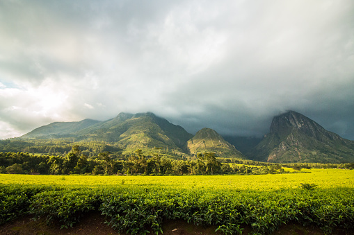 Mulanje Mountain