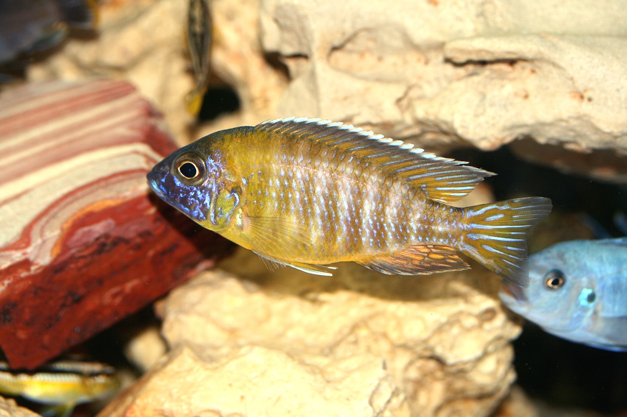 Cichlids Malawi