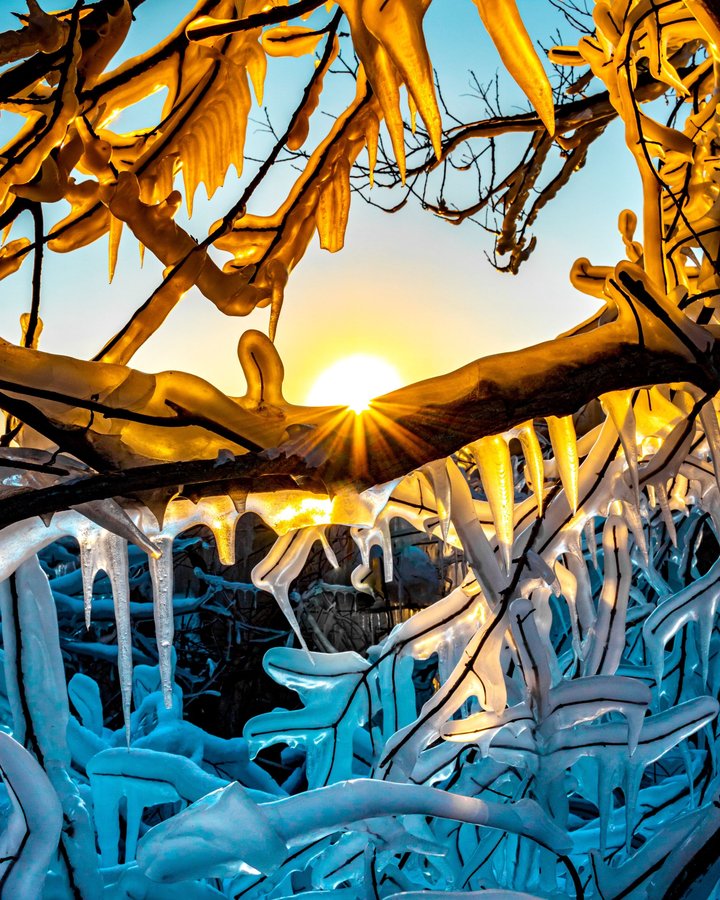 My Ode to Trees - Tu Bshvat by Tziporah Eisenstein, LCSW, CEDS, Licensed Clinical Social Worker, Certified Eating Disorders Specialist