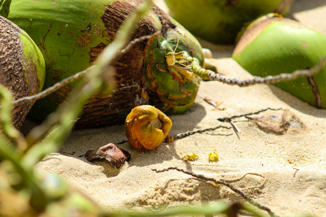 coconut seed sprout