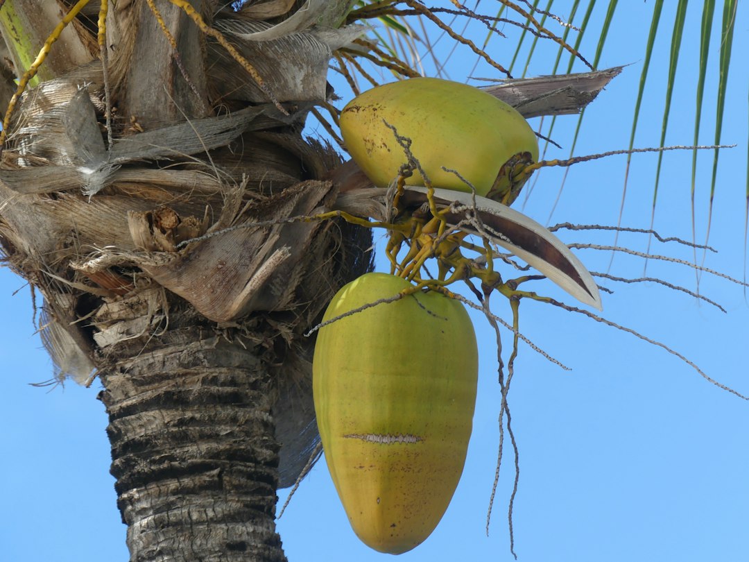 germinated coconut seedling