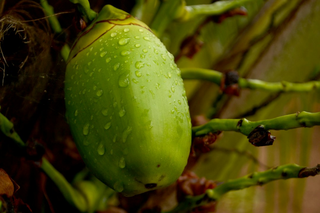 mature coconut sprout