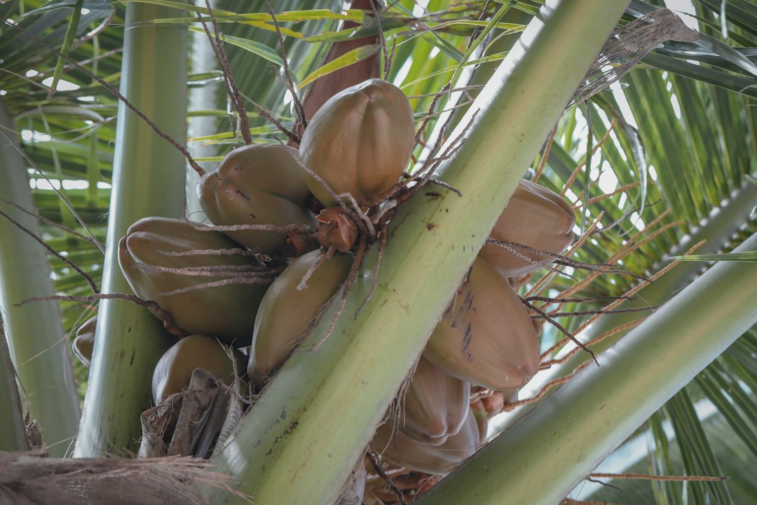 rare sprouted coconut