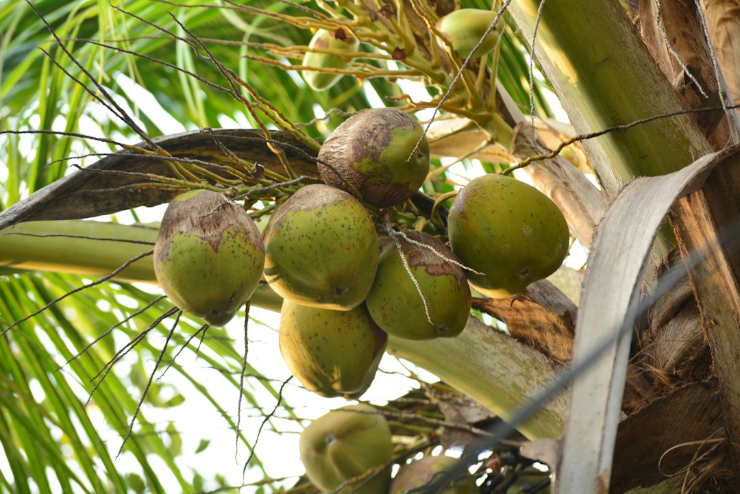 edible part of sprouted coconut