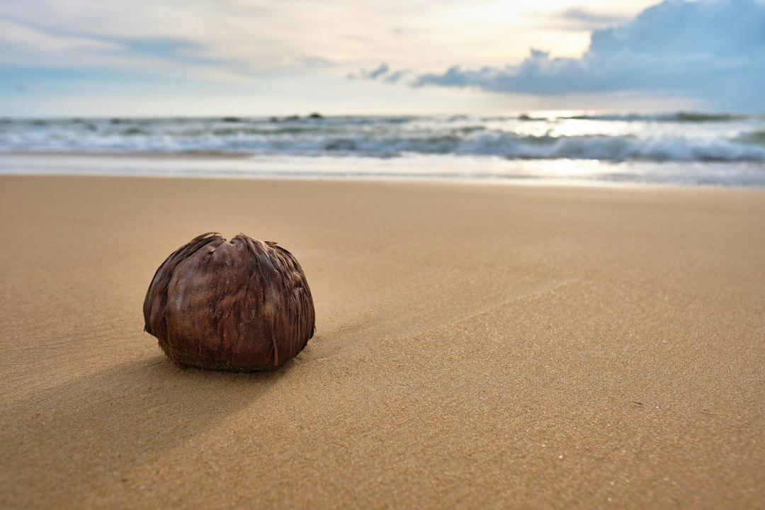 edible coconut sprout