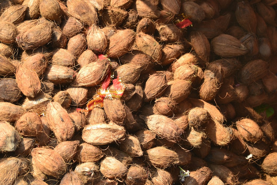 buy coconut sprouts