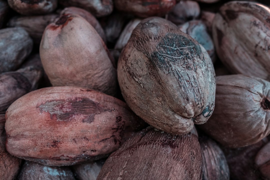 coconut germination process