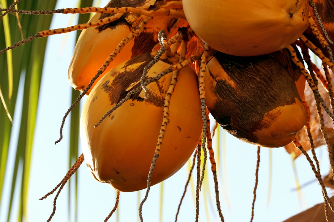 raw sprouted coconut
