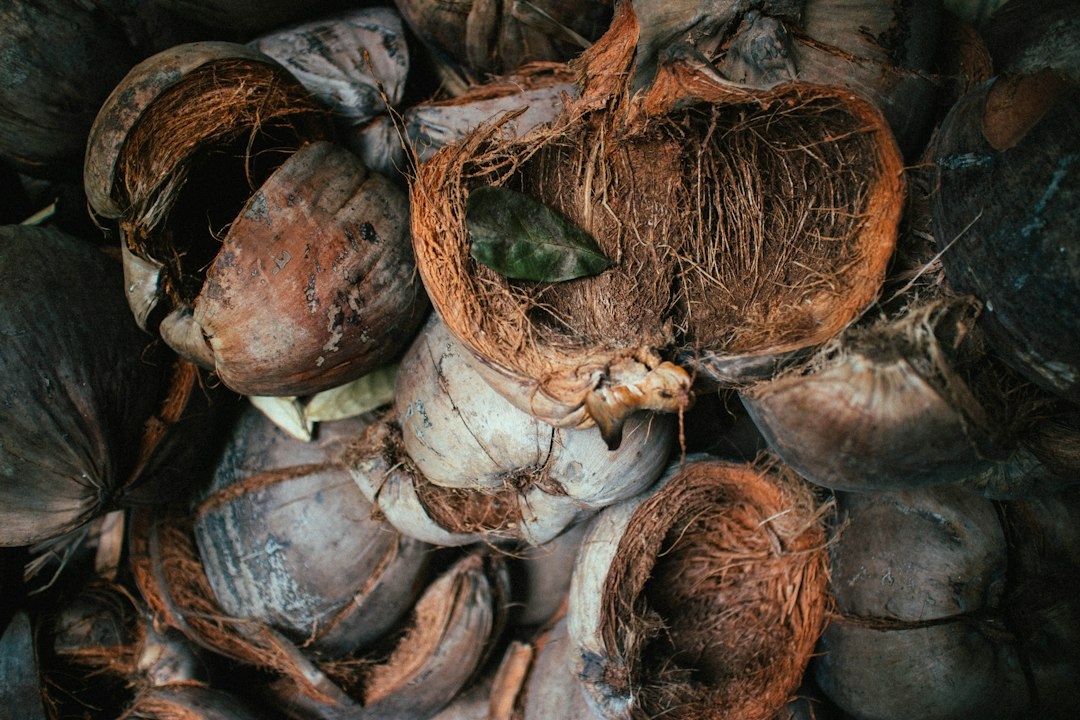 coconut sprouts