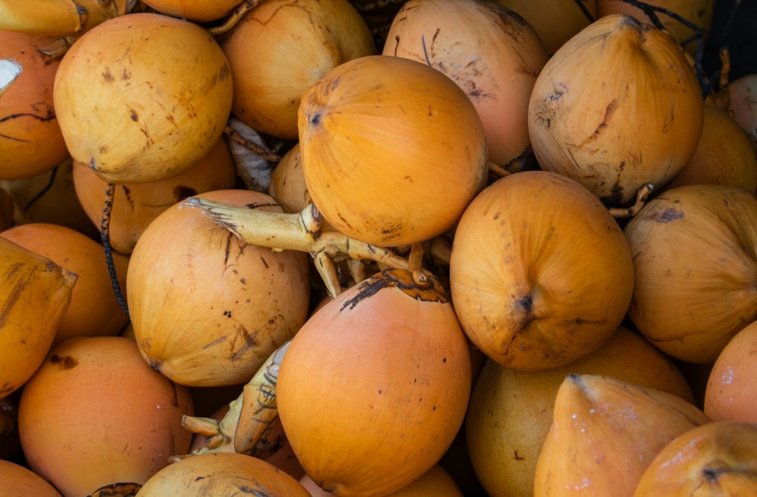 sprouted coconut seed