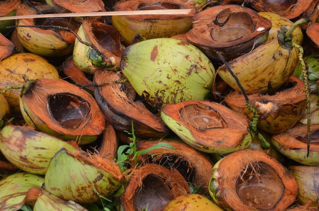 sprouted coconuts