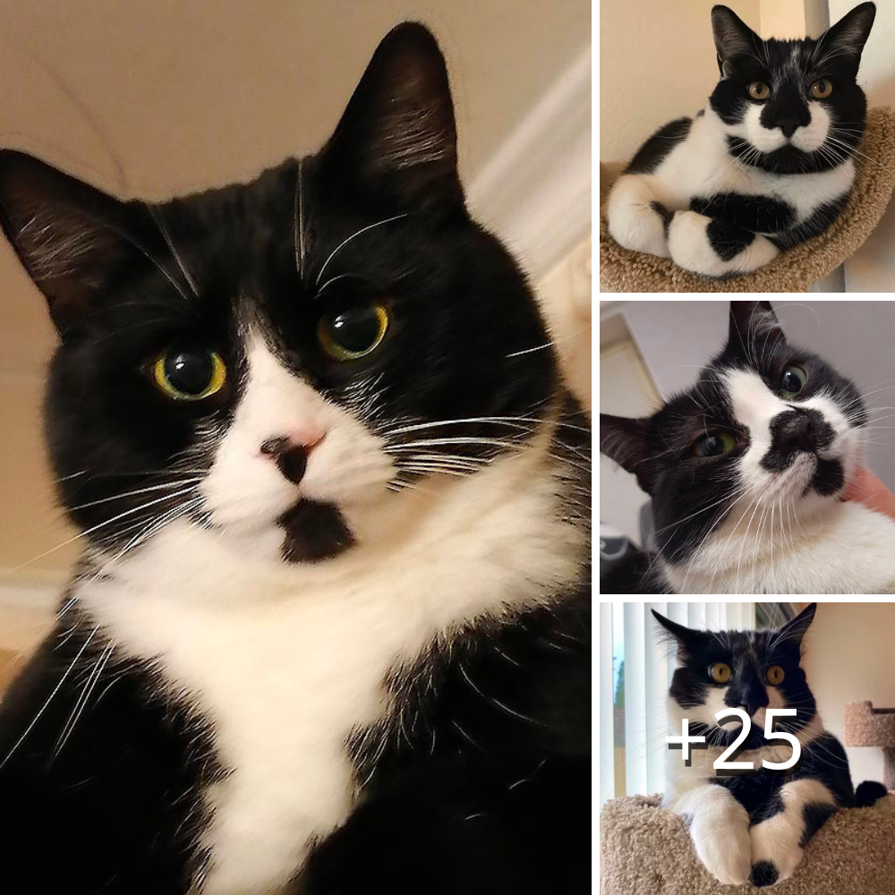 rascal-wild-a-resilient-feline-s-journey-to-a-well-deserved-happy