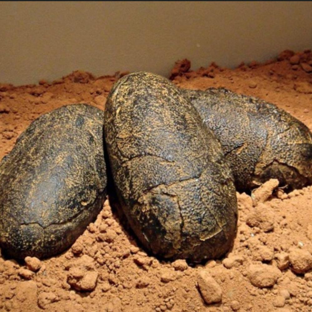 ncredible Fossil Find: Dinosaur Eggs with Embryos Preserved for 70 ...