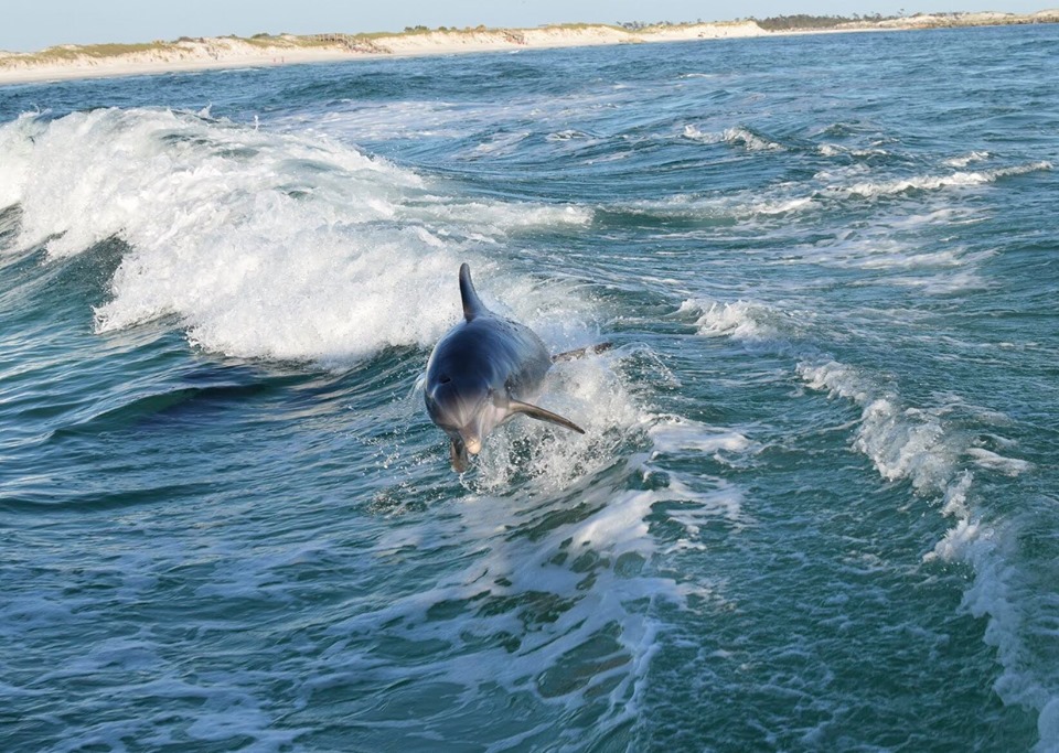 Dolphin Tours Panama City Beach Florida