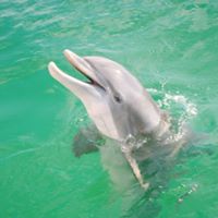 Why do dolphins chuff