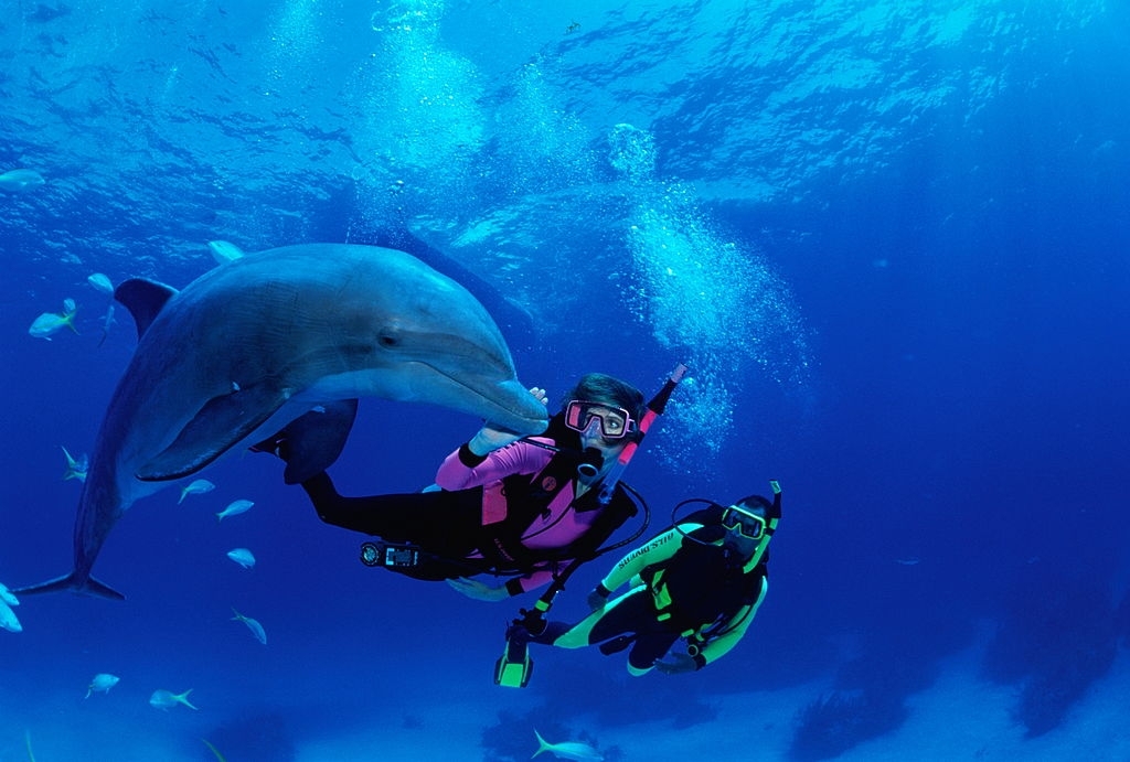 What time of day do dolphins come to shore