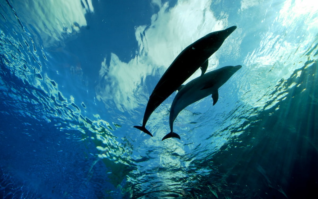 Panama City Beach Boat Tours Kart