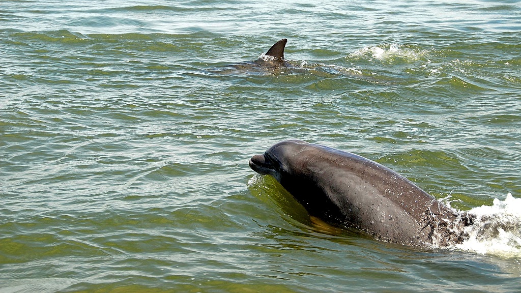 Panama City Beach Boat Tours 803