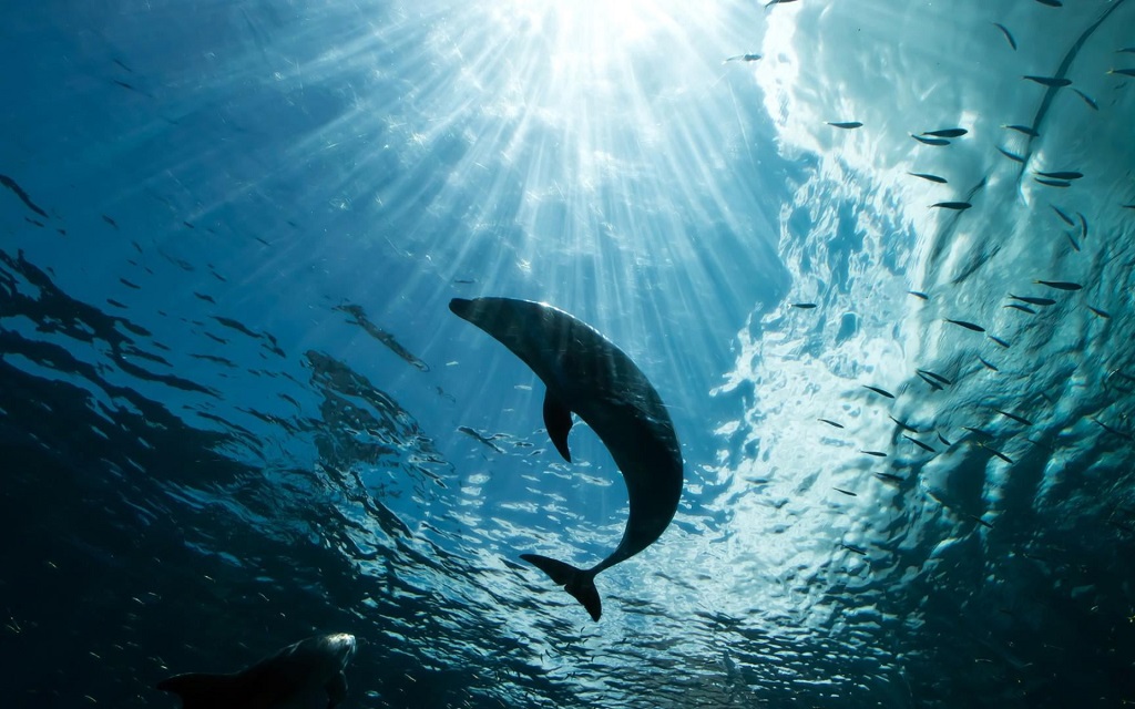 Panama City Beach Boat Tours Head