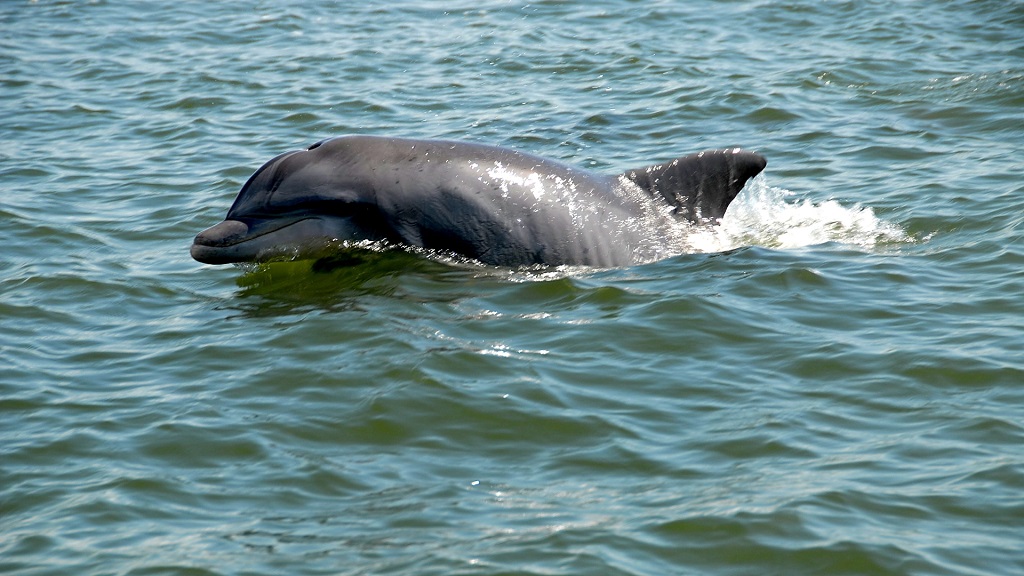 Panama City Beach Dolphin Tours & Adventures Austin Texas