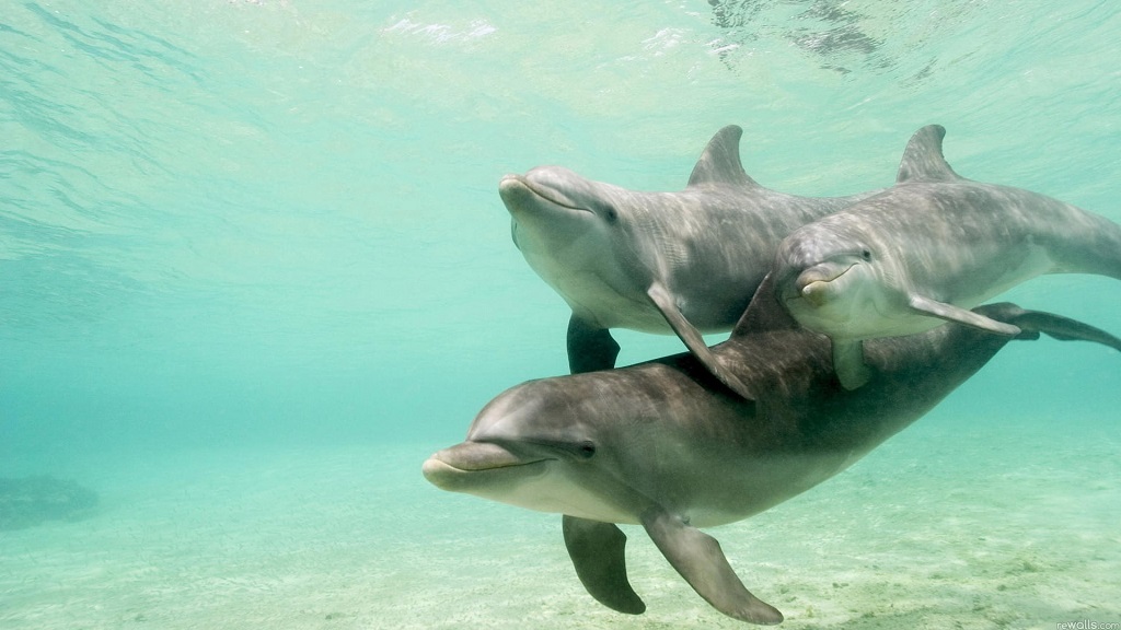 Panama City Beach Dolphin Tours & Adventures 06