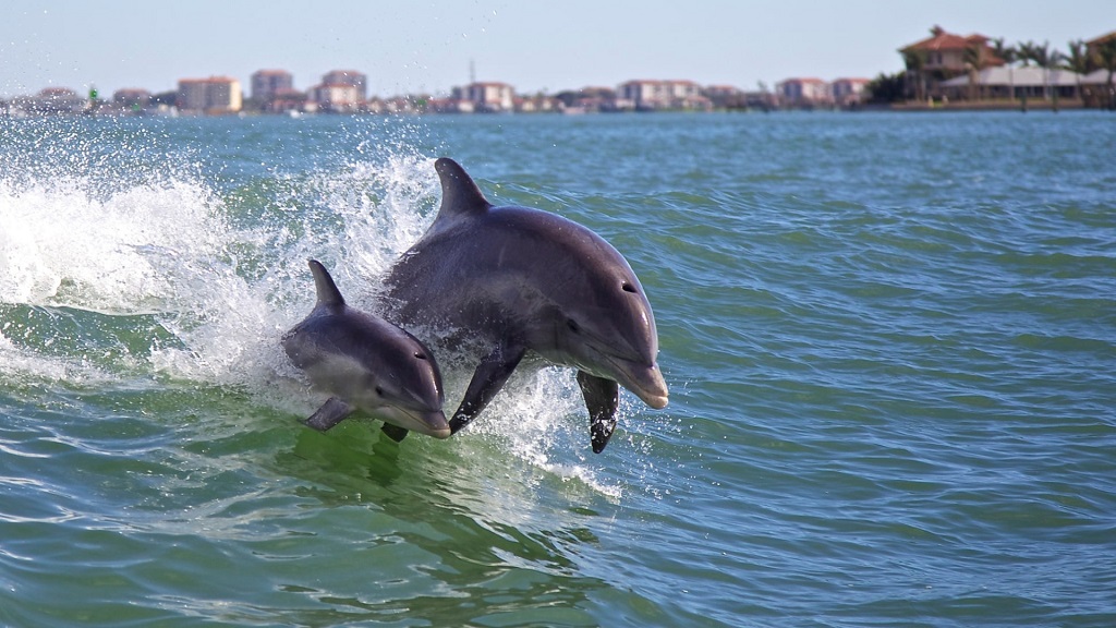 What is the best time to see dolphins in Panama City Beach