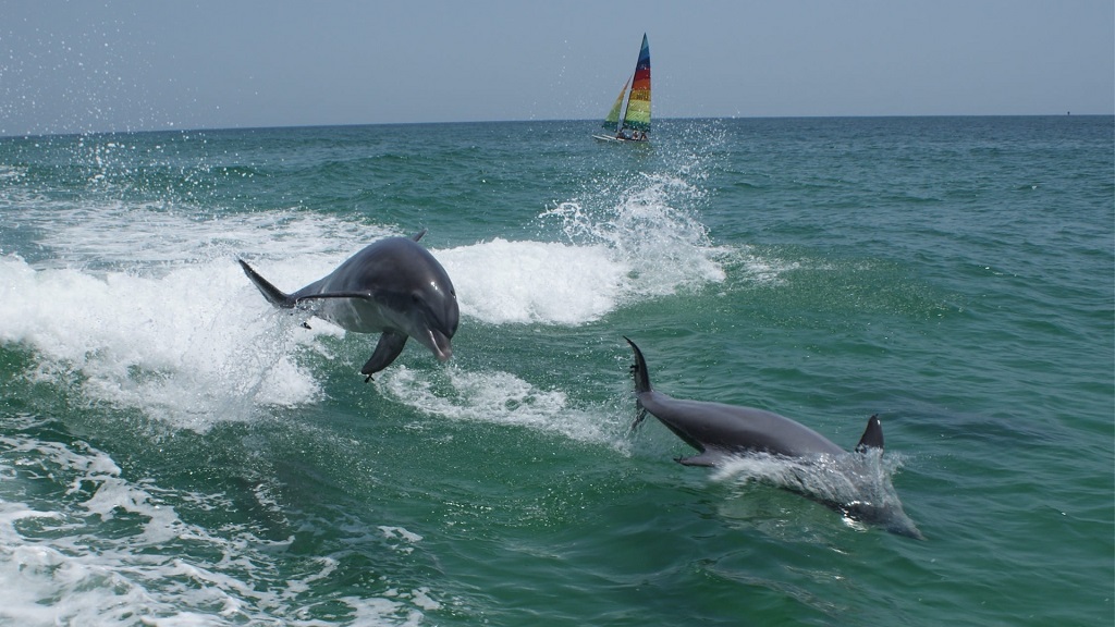 Panama City Beach Dolphin Tours Adventures Out
