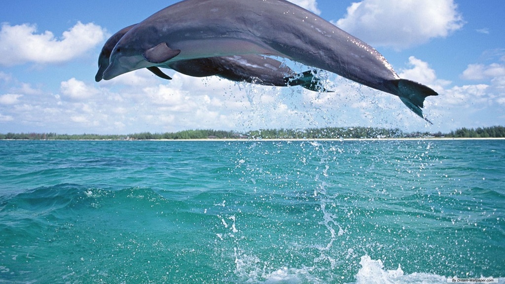 Panama City Beach Dolphin Tours & Adventures Cruises