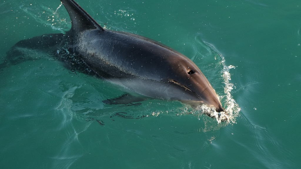 Panama City Beach Dolphin Tours & Adventures Eggs